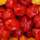 Portret użytkownika Habanero