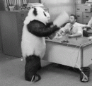 Portret użytkownika malapanda